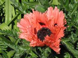 Papaver Orientale Staudenmohn Garten Mohn