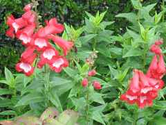 Penstemon hartwegii Picotee Red