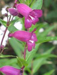 Penstemon Digitalis Barbatus