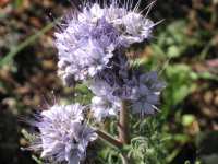 Bienenfreund Bschelschn Phacelia Tanacetifolia