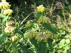 Phlomis russeliana