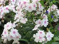 Garten Phlox Maculata