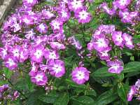 Garten Phlox Paniculata