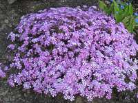 Flamenblume Phlox Subulata