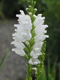 Physostegia Virginiana Wei 