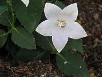 Platycodon grandiflorus 