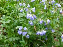 Polemonium Caeruleum Reptans Jakobsleiter Staude Pflege Standort