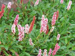 Polygonum Affine Persicaria Bistorta