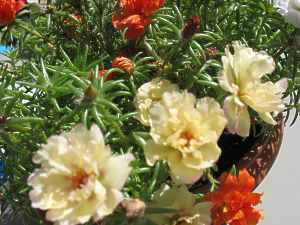 Portulaca Grandiflora Portulakröschen Pflege Aussaat Pflanzen