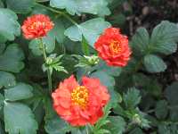 Potentilla atrosanguinea