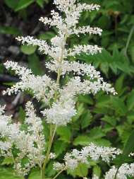 Prachtspiere Astilbe Japonica