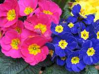 Garten Primeln Pflanzen Primula Vulgaris