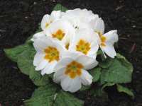 Garten Primel Pflege Primula Vulgaris