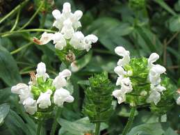 Prunella Vulgaris Braunelle