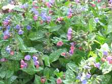 Echtes Lungenkraut Pulmonaria officinalis