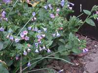 Lungenkraut Pulmonaria saccharata