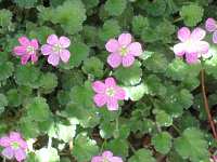 Erodium reichardii