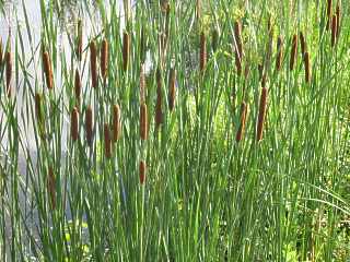 Typha Angustifolia Latifolia Minima Breitblttriger Rohrkolben Schmalblttriger