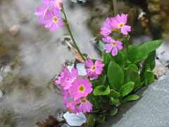 Rosenprimel Sumpfprimel Primula Rosea Pflege Standort