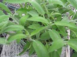 Salvia Salbei Arten Sorten