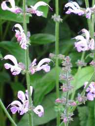 Salvia pratensis Rose Rhapsody