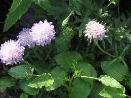 Tauben Skabiose Scabiosa Columbaria