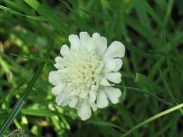 Scabiosa Caucasica "Perfecta Alba"