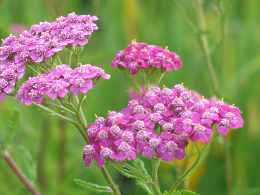 Schafgarbe Achillea Filipendulina Pflege Standort