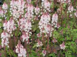 Schaumblte Tiarella Wherryi Polyphylla Laciniata 