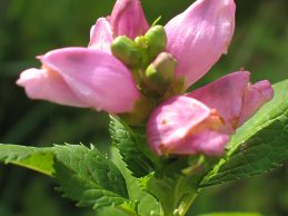Chelone Obliqua Schlangenkopf Blume Pflanze