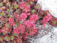 Sedum Spurium