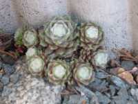 Dachwurz Hauswurz Sempervivum Arachnoideum