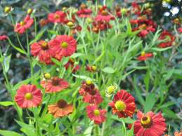 Sonnenbraut Helenium