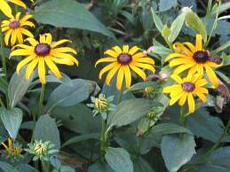 Pflege Sonnenhut Pflanze Rudbeckia Fulgida