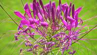 Spinnenblume Aussaat Pflege Cleome Spinosa