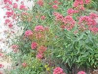 Spornblume Centranthus Ruber Pflege 
