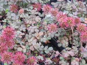 Stachelnsschen Acaena Buchananii Microphylla Inermis Magellanica