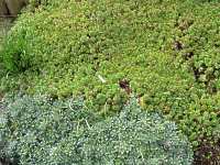 Moossteinbrech Saxifraga Granulata Paniculata