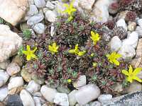 Steinbrech Saxifraga 