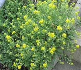 Berg Steinkraut Alyssum Montanum