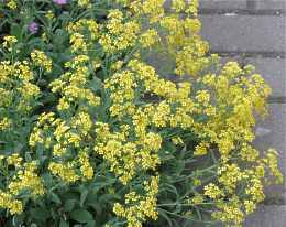 Felsen Steinkraut Alyssum Saxatile