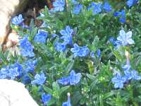 Steinsame Lithodora Diffusa Heavenly Blue