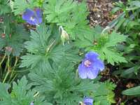 Storchenschnabel Geranium himalayense