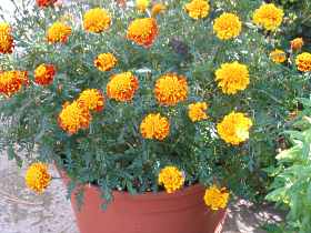 Studentenblume Tagetes Standort