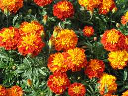 Studentenblume Tagetes Aussaat 