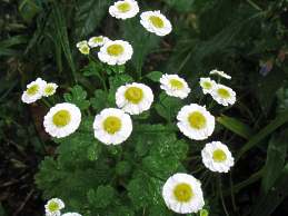 Balsamkraut Rainfarn Mutterkraut Tanacetum Parthenium Wucherblume 