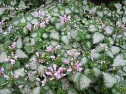 Taubnessel Steckbrief Lamium Galeobdolon Orvala  