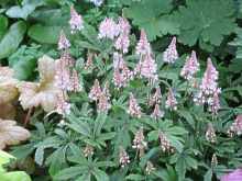 Schaumblte Tiarella Cordifolia