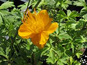 Trollblume Trollius Chinensis Pflege Standort