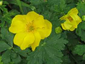 Trollblume Trollius Europaeus Pumilus